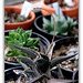 Haworthia tesselata- mise à fleurs