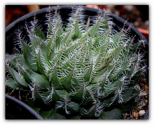 Haworthia bolusii