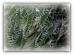 Haworthia bolusi .; mise à fleur