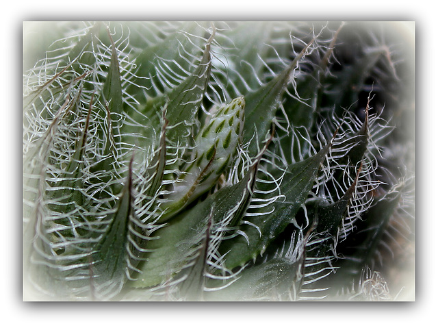 Haworthia bolusi .; mise à fleur