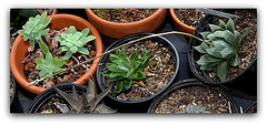 Haworthia cooperi - hampe florale