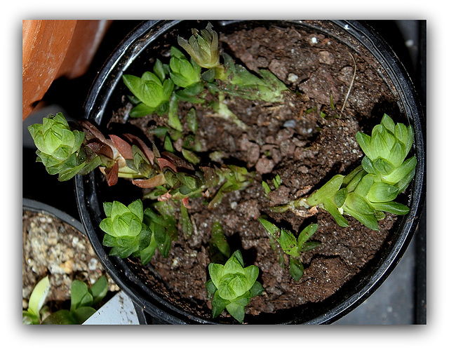 Haworthia cymbiformis v . ramosa Haworthia cymbiformis v . ramosa
