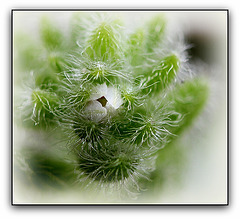 Sedum mocinianum , bouton de fleur