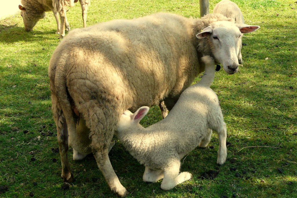 Neu geboren