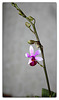 Doritenopsis  'Anna-Larati Soekardi' x wilsonii (2)