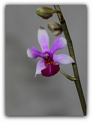 Doritenopsis  'Anna-Larati Soekardi' x wilsonii (2)