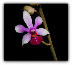 Doritenopsis  'Anna-Larati Soekardi' x wilsonii (2)