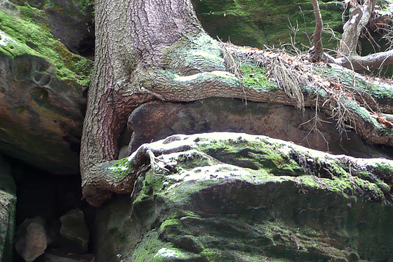 Bäume auf Felsen