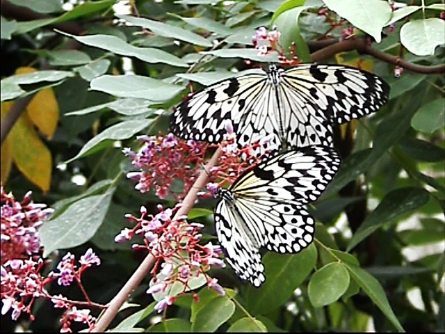 Tropischer Schmetterling