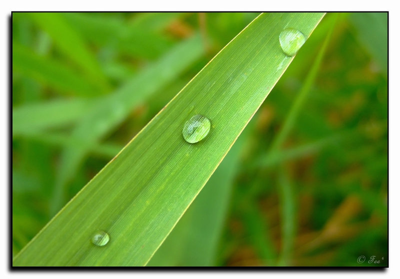 Waterdrops