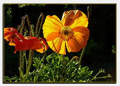 Kalifornischer Mohn