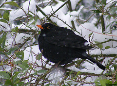 Blackbird