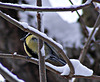 Yellow bird
