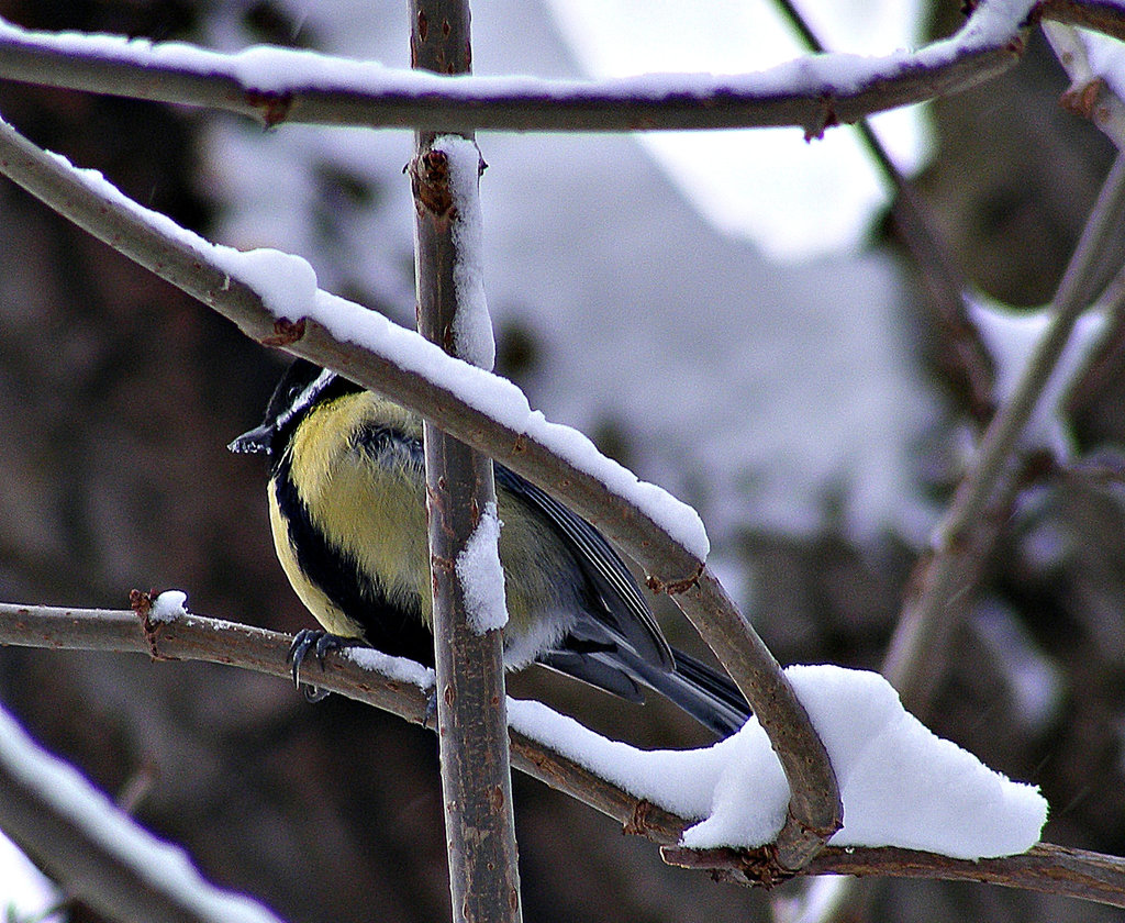 Yellow bird