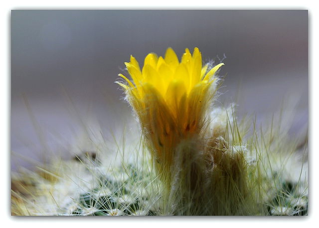 Parodia chrysacanthion