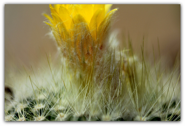 Parodia chrysacanthion