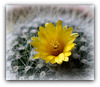 Parodia chrysacanthion