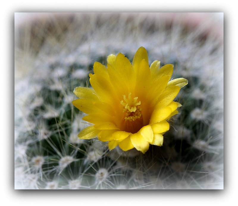 Parodia chrysacanthion