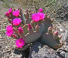 Cactus Flowers (2407)