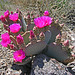 Cactus Flowers (2407)
