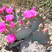 Cactus Flowers (2408)