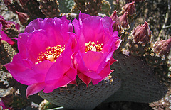 Cactus Flowers (2409)