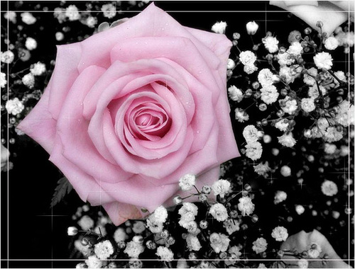 Pink Rose