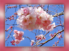 Apple Blossom