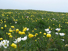Alpenblumenwiese bei der Kanisfluh
