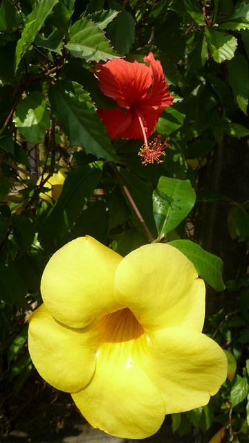 Hibiscus