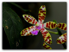Phalaenopsis bastiani