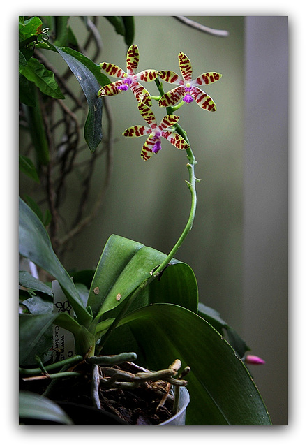 Phalaenopsis bastiani (3)