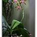 Phalaenopsis bastiani (3)