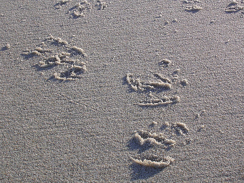 Spuren im Sand
