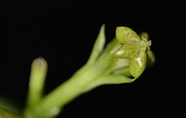 Ceropegia sandersonii-r