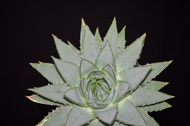 Aloe polypyhilla