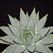 Aloe polypyhilla