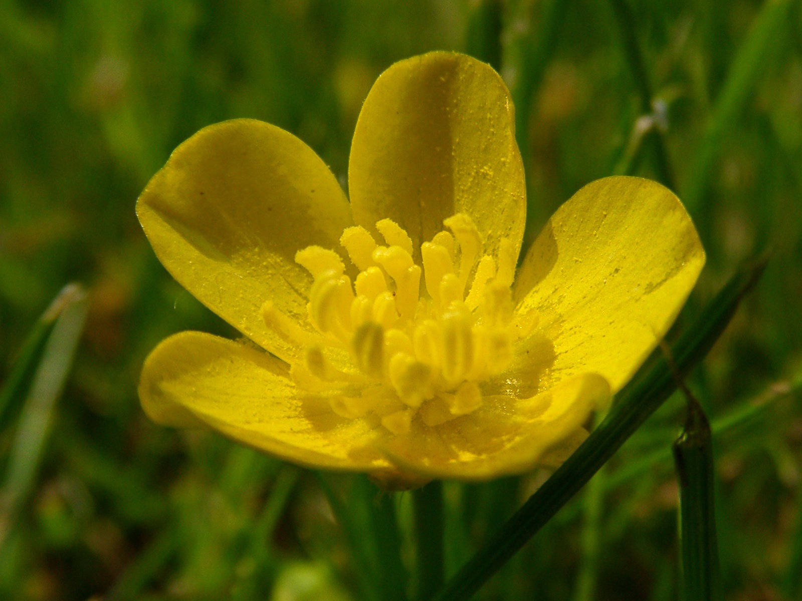 Gelbe Blüte