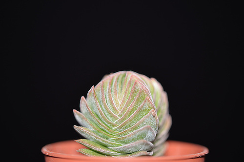 crassula buddha's temple