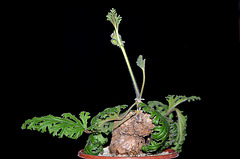 pélargonium pulverulentum