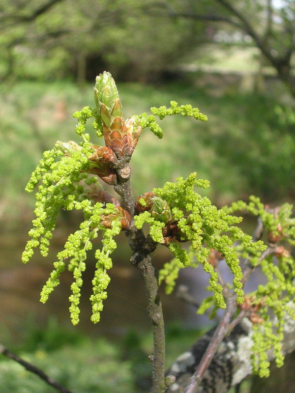 Eiche - Oak