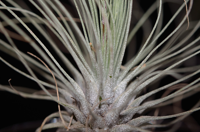 Tillandsia argentea 4