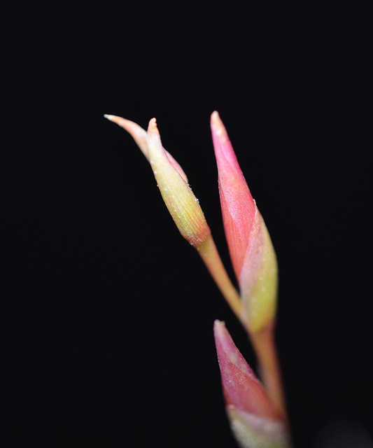 Tillandsia argentea