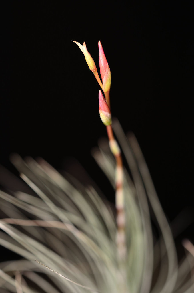 Tillandsia argentea