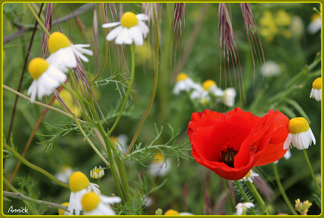 fleurs champêtres