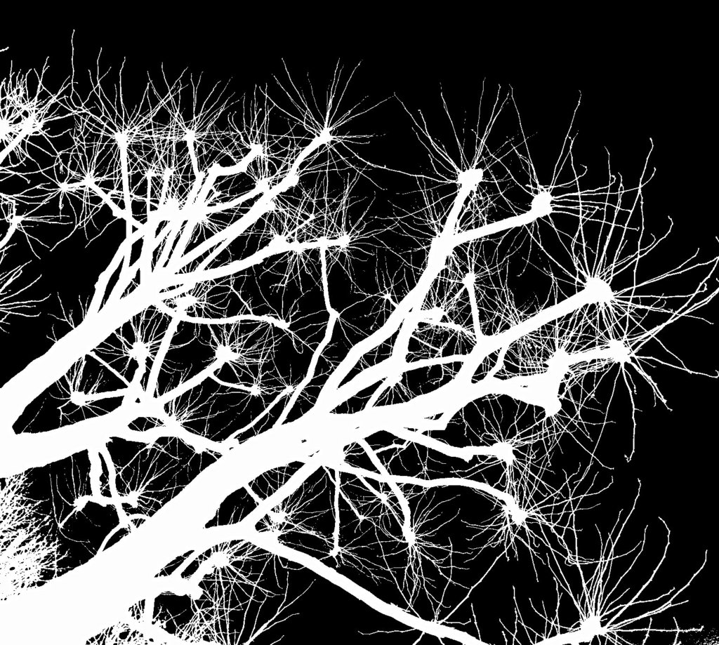 Branching