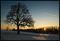 The Sunset Tree