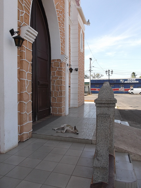 Gentil toutou qui fait dodo / Lindo perro durmiendo.