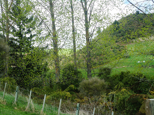 View through trees