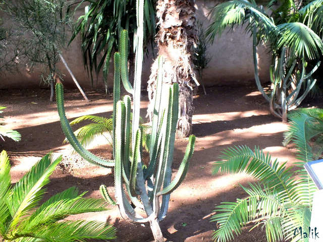 Jardin Majorelle..!